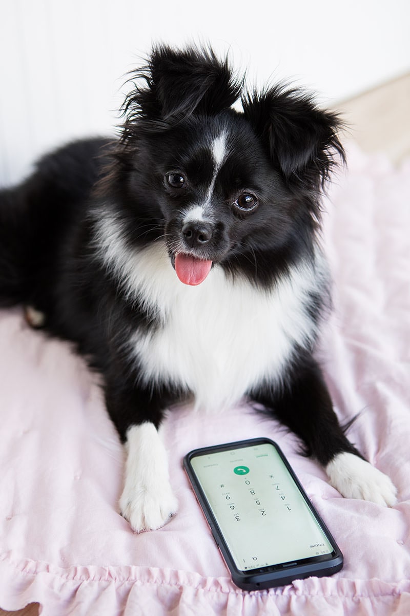 Pixel Dog with Phone